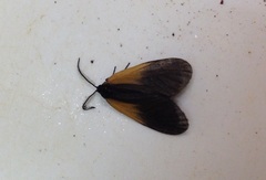 Pyromorpha dimidiata