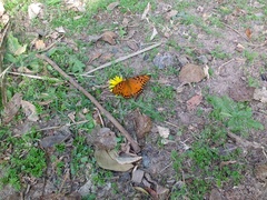 Dione vanillae maculosa