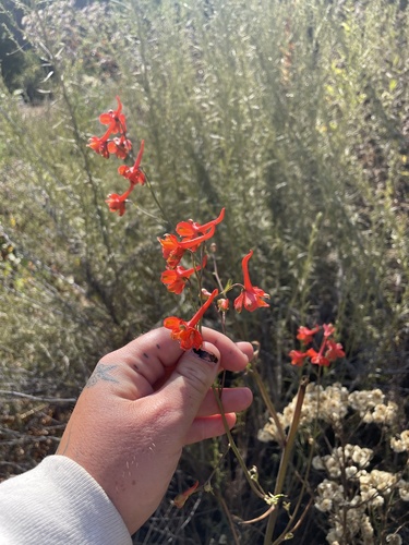 Image of Delphinium cardinale by (c) mel letterman, some rights reserved (CC BY)
