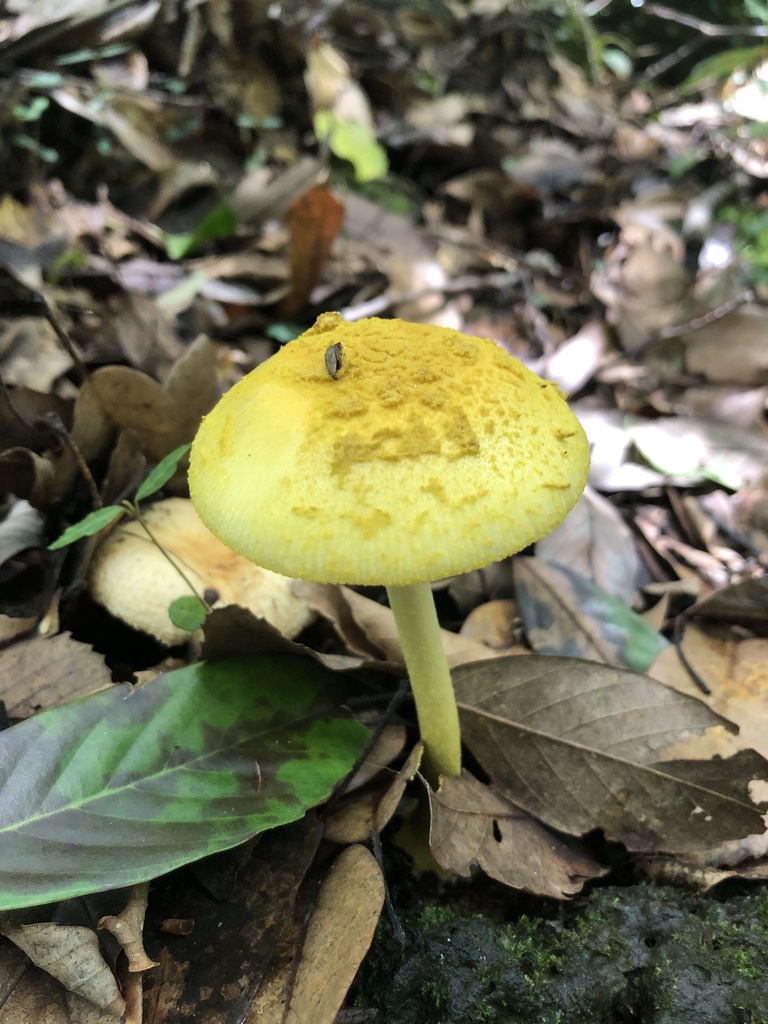 Amanita pseudogemmata
