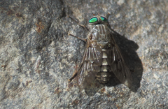 Pangoniinae