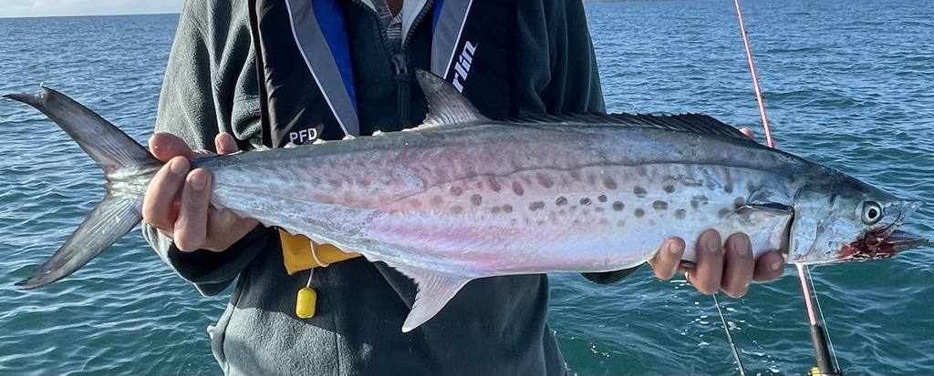 Australian seerfish (Scomberomorus munroi) — Scombridae