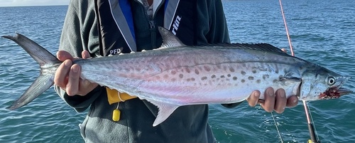 Australian seerfish (Scomberomorus munroi) — Scombridae