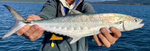 Blotched mackerel (Scomberomorus queenslandicus) — Scombridae — 3