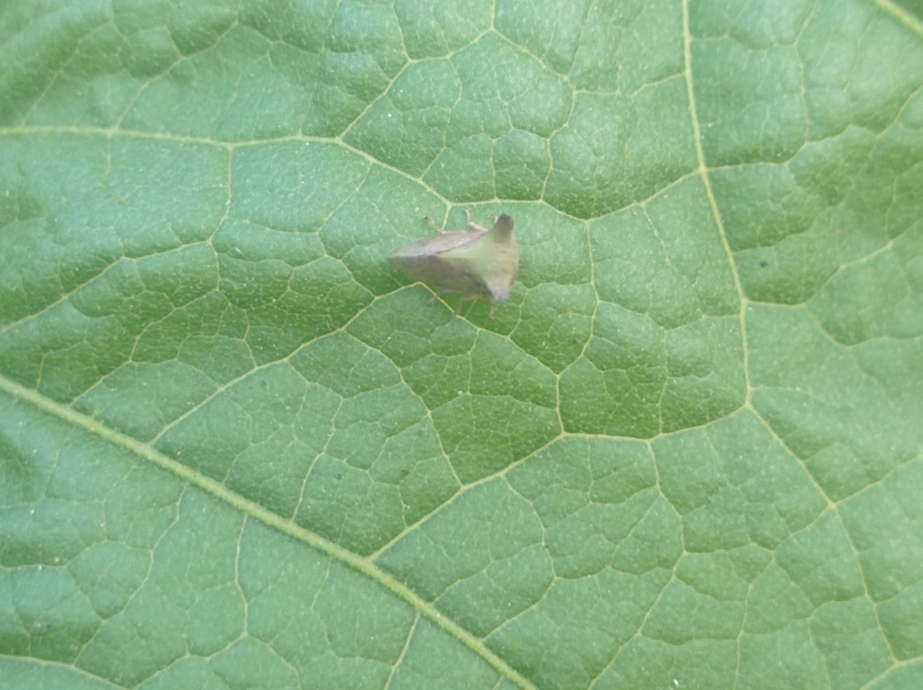Tricentrus minutus (Tricentrus minutus)