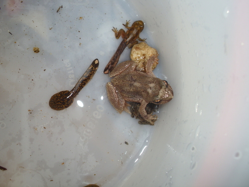 Rocky Mountain Tailed Frog photographed in Idaho