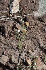 Cryptantha utahensis