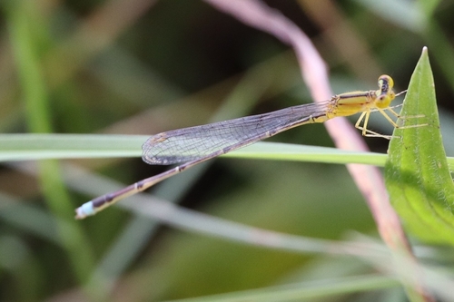 Vesper Bluet photo 5