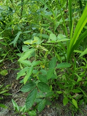 Rhynchosia tomentosa