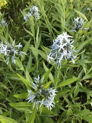 Amsonia tabernaemontana