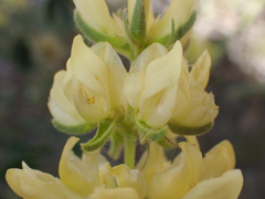 Lupinus luteolus, photograph (c) Trevor Van Loon, some rights reserved (CC BY)