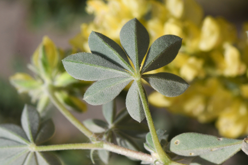 Lupinus luteolus, photograph 5