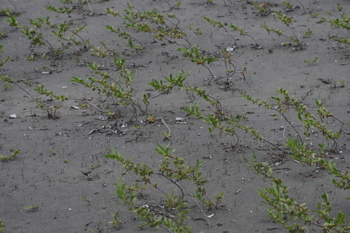 Image of Salix setchelliana by (c) Syd Cannings, some rights reserved (CC BY)