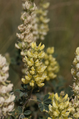 Lupinus luteolus, photograph (c) Trevor Van Loon, some rights reserved (CC BY)