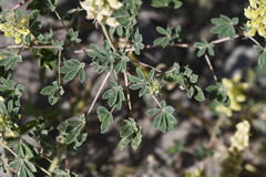 Lupinus luteolus, photograph (c) Trevor Van Loon, some rights reserved (CC BY)
