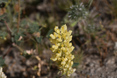 Lupinus luteolus, photograph (c) Trevor Van Loon, some rights reserved (CC BY)