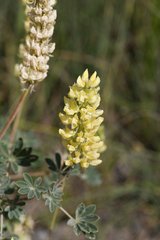 Lupinus luteolus, photograph (c) Trevor Van Loon, some rights reserved (CC BY)