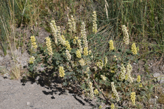 Lupinus luteolus