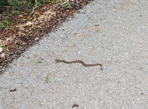 Yucatán Neotropical Rattlesnake