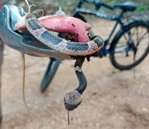 Mayan Cat-eyed Snake, Leptodeira frenata