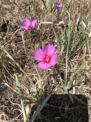 Clarkia rubicunda