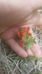 Castilleja hispida