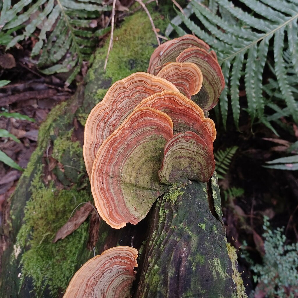 False Turkey Tail From Blackheath NSW 2785 Australia On July 12 2024 false-turkey-tail-from-blackheath-nsw-2785-australia-on-july-12-2024