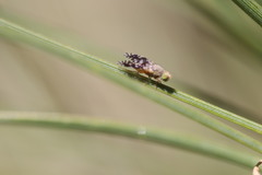 Euaresta bellula