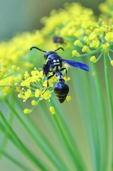 Zethus spinipes variegatus