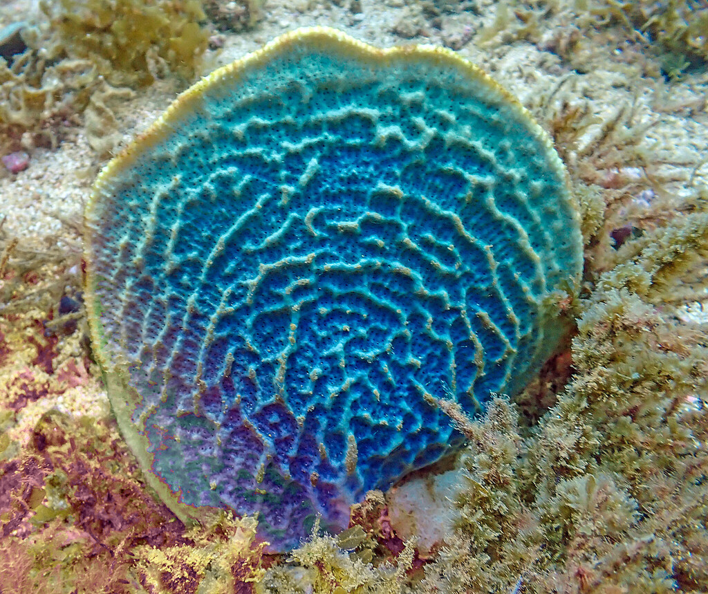 Ianthella flabelliformis
