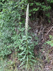 Digitalis lanata