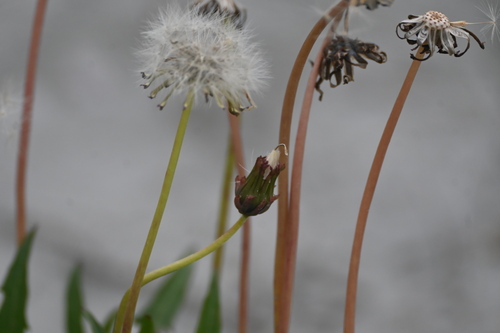Image of Taraxacum ceratophorum by (c) Syd Cannings, some rights reserved (CC BY)