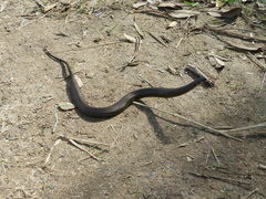 Helicops infrataeniatus