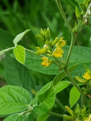 Rhynchosia tomentosa