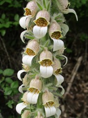 Digitalis lanata