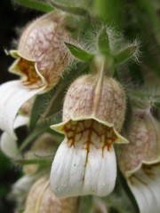 Digitalis lanata