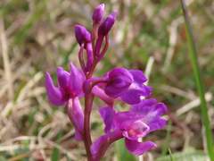 Orchis mascula