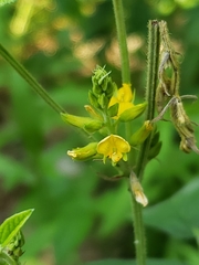 Rhynchosia tomentosa