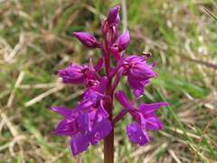 Orchis mascula