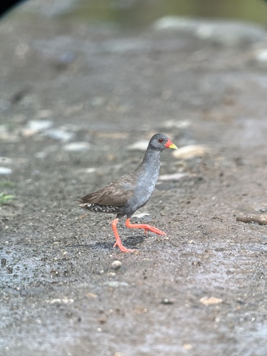Paint-billed Crake (Mustelirallus erythrops), photo 7