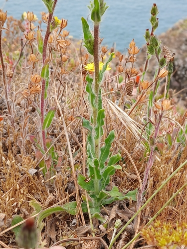 Image of Madia gracilis by no rights reserved