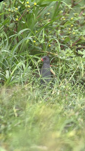 Paint-billed Crake (Mustelirallus erythrops), photo 4