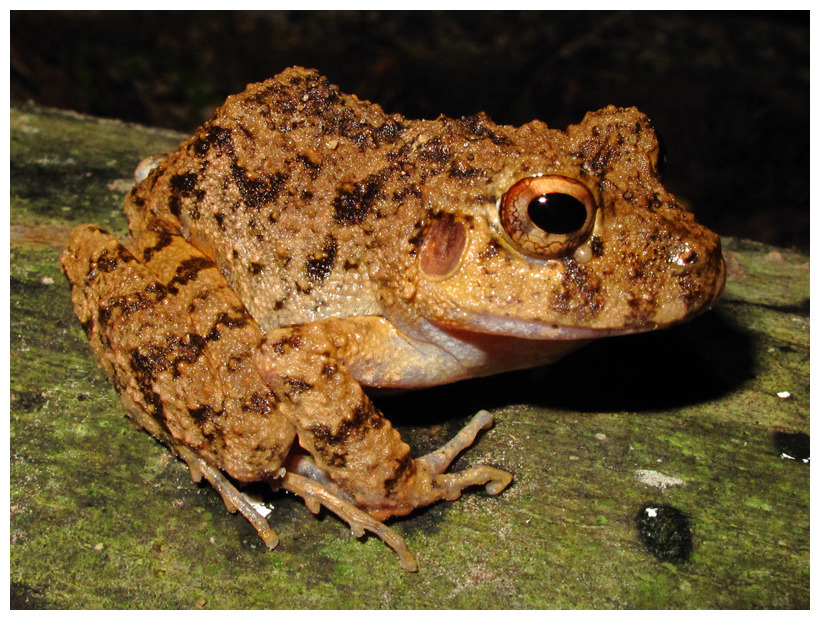 Common Big-headed Frog (Oreobates quixensis)