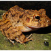 Common Big-headed Frog - Photo (c) Pedro Ivo, some rights reserved (CC BY-NC), uploaded by Pedro Ivo