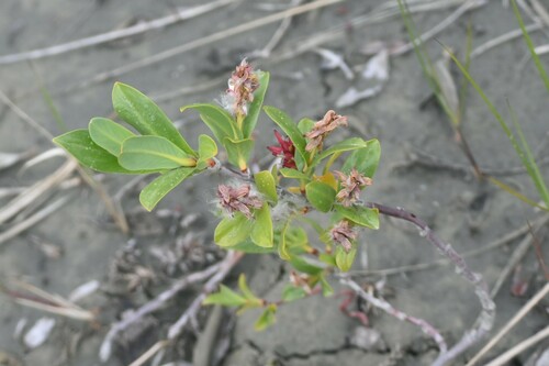 Image of Salix setchelliana by (c) Syd Cannings, some rights reserved (CC BY)