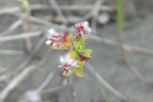 Image of Salix setchelliana by (c) Syd Cannings, some rights reserved (CC BY)