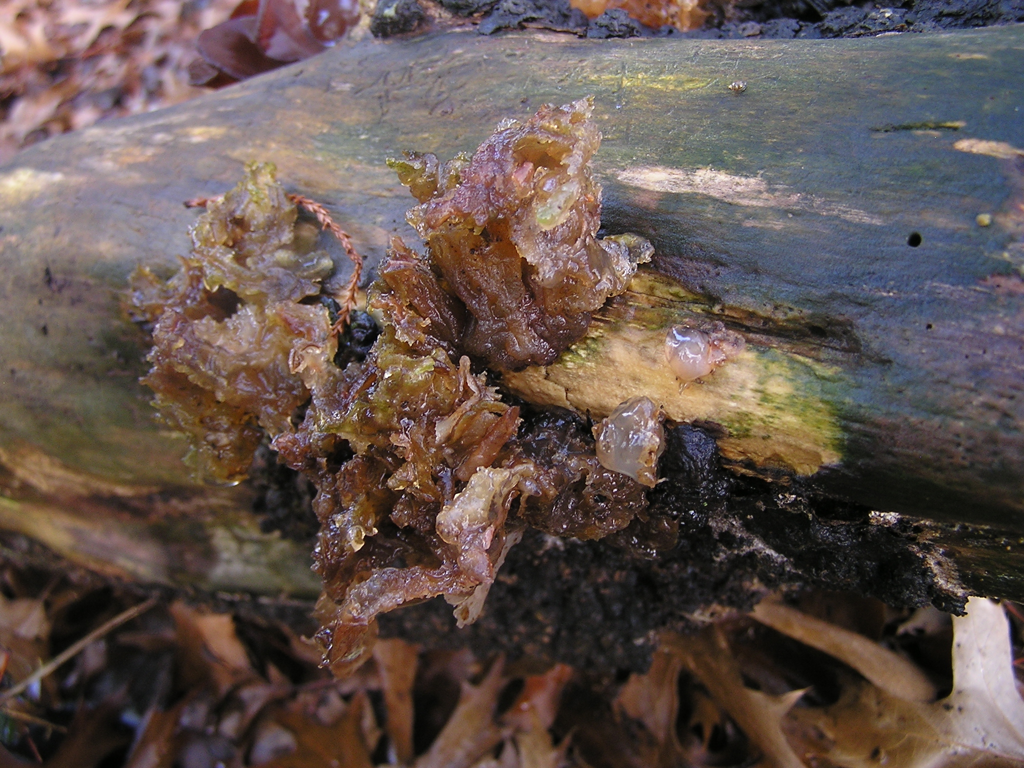 Auricularia cornea image