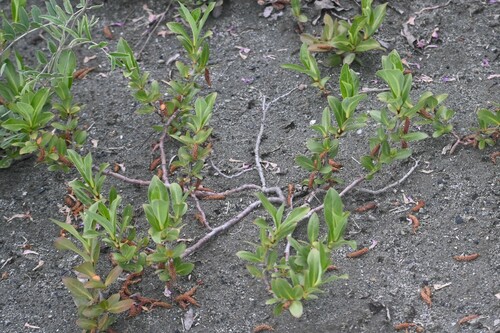 Setchell's Willow (Salix setchelliana)