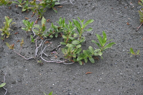 Image of Salix setchelliana by (c) Syd Cannings, some rights reserved (CC BY)