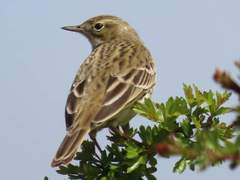 Anthus trivialis